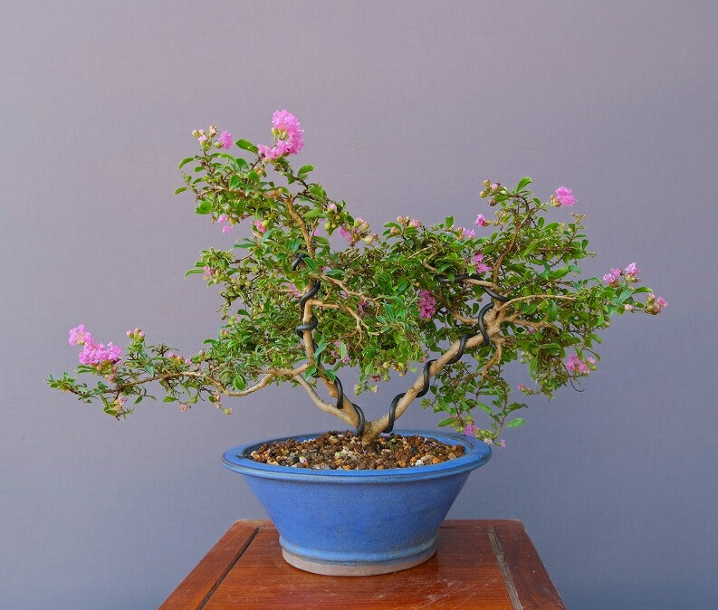 赤松　山木　山採り　樹齢数百年　大品盆栽 盆栽 山木 赤松 樹齢約80年 上下40cm 山採り赤松 大品盆栽 樹齢