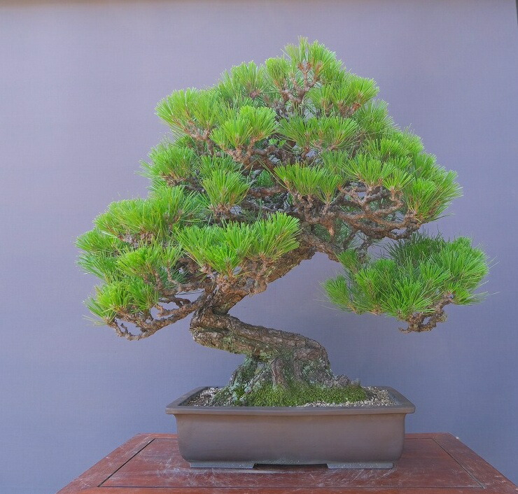 【中品 山採　杜松盆栽】　　　TGUYEN PHUNG TIEP 楽天市場】（株）一樹園 山採り杜松 中品盆栽／樹齢80年 : 一樹園