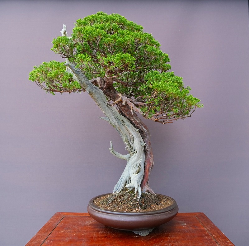 楽天市場】（株）一樹園 真柏 中品盆栽／樹齢30年 : 一樹園