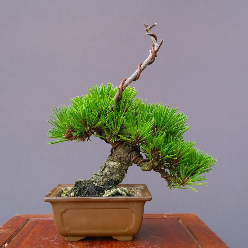 楽天市場】（株）一樹園 赤松 中品盆栽／樹齢40年 : 一樹園