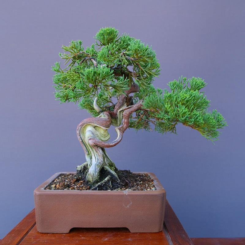 楽天市場】（株）一樹園 山採り杜松 中品盆栽／樹齢80年 : 一樹園