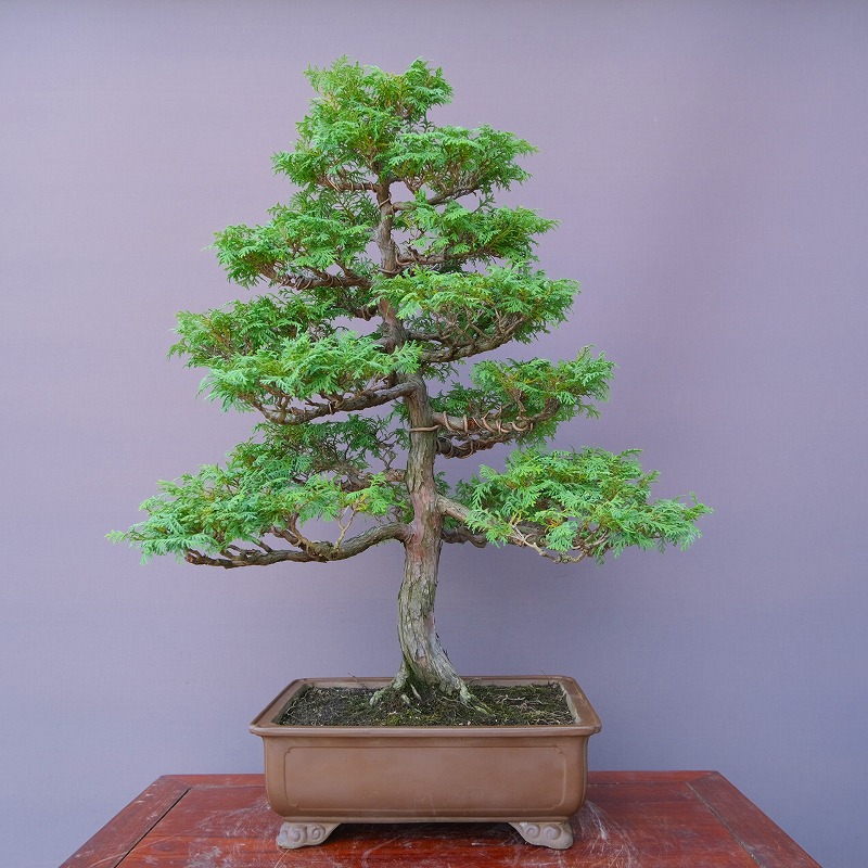 松盆栽 赤松　中品〜大品　在庫多数　樹齢30〜40年 松盆栽 赤松 中品〜大品 在庫多数 樹齢30〜40年