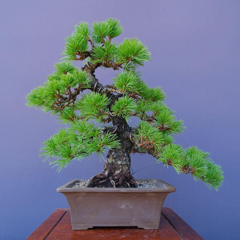 楽天市場】（株）一樹園 宮島五葉松 中品盆栽／樹齢35年 : 一樹園
