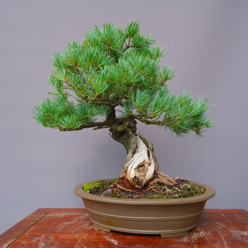 楽天市場】（株）一樹園 真柏 小品盆栽／樹齢25年 : 一樹園