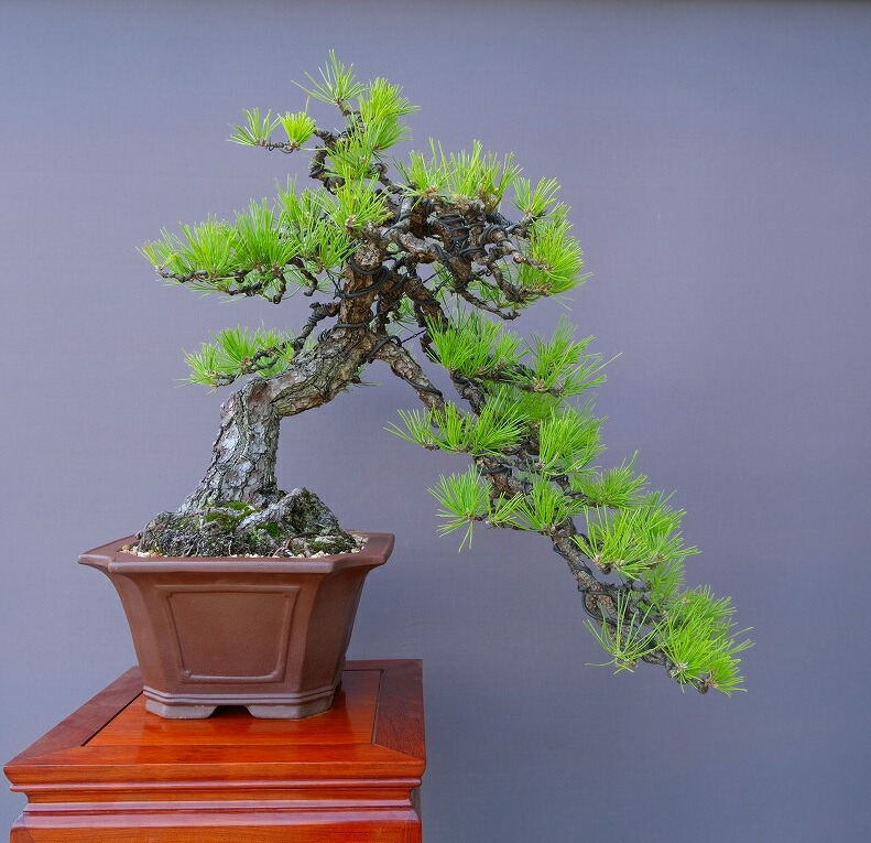 黒松　[模様木]　大品盆栽 Yahoo!オークション - 黒松 盆栽 太幹 模様木 大品盆栽 樹高60.0cm 古