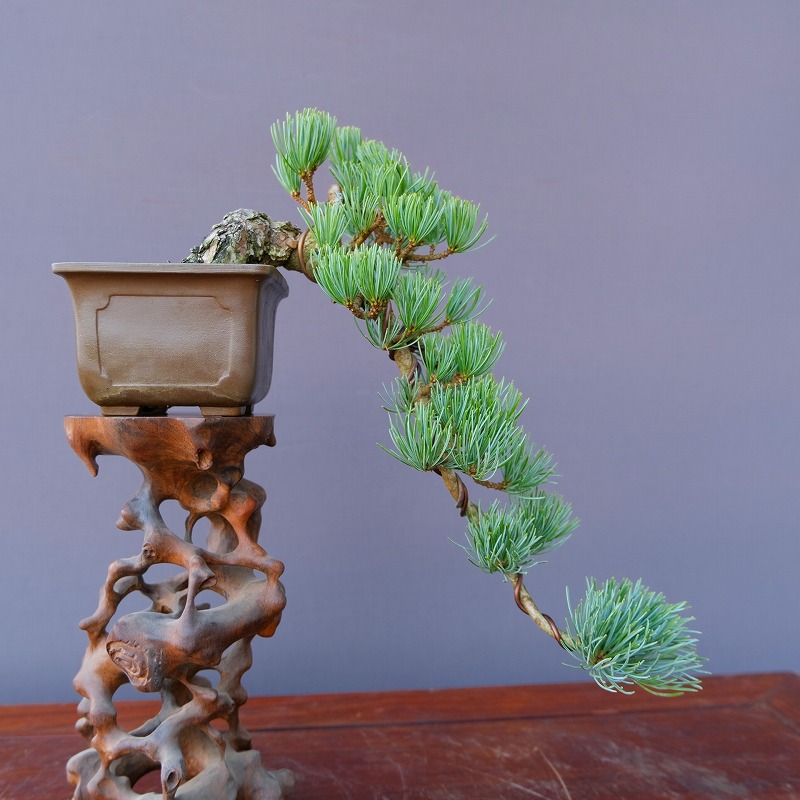 五葉松 中品 樹高40cm 盆栽 中品 五葉松