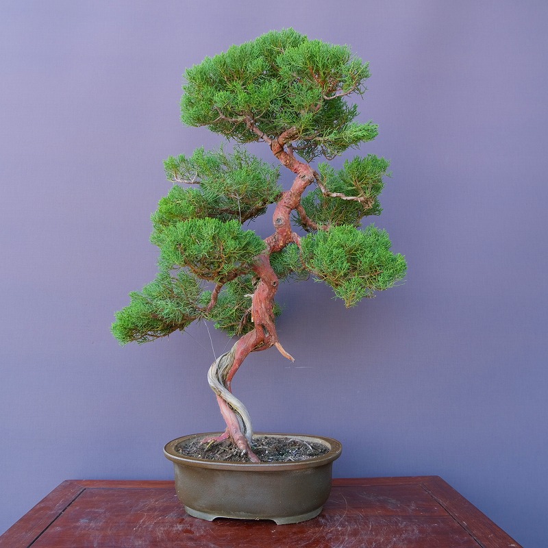 楽天市場】（株）一樹園 赤松 中品盆栽／樹齢20年 : 一樹園