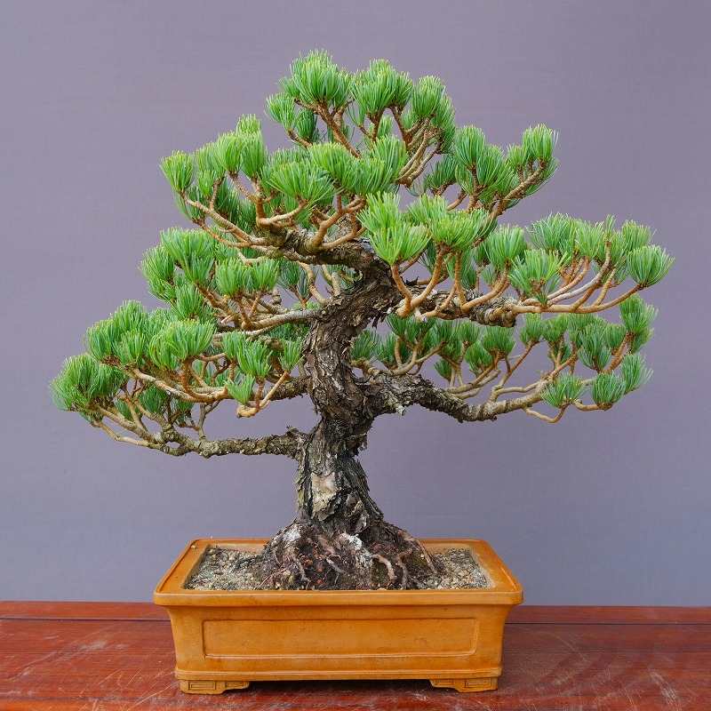楽天市場】（株）一樹園 山採り旭竜松【限定品】 中品盆栽／樹齢