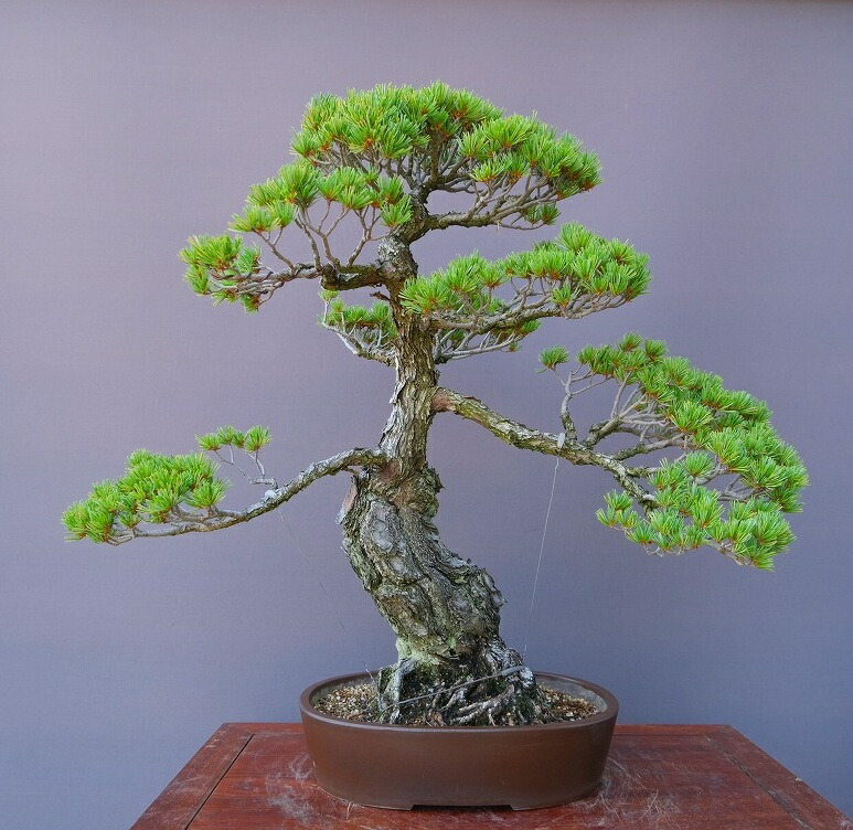 五葉松　[吹き流し]　大品盆栽 株）一樹園 五葉松 大品盆栽／樹齢100年 : 一樹園 - 通販 - Yahoo