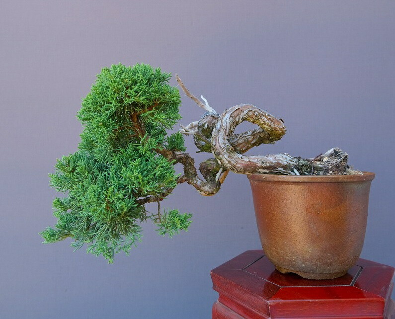 楽天市場】（株）一樹園 赤松 中品盆栽／樹齢20年 : 一樹園