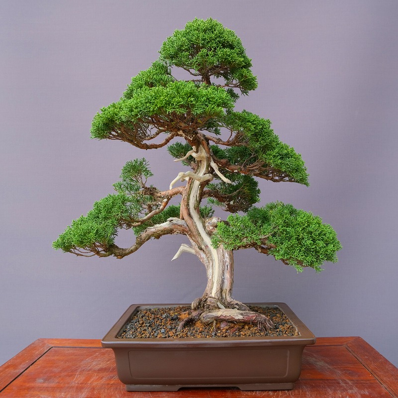 糸魚川真柏　中品盆栽　大品盆栽　文人木　黒松　赤松　楓　舎利 楽天市場】（株）一樹園 糸魚川真柏 小品盆栽／樹齢20年 : 一樹園