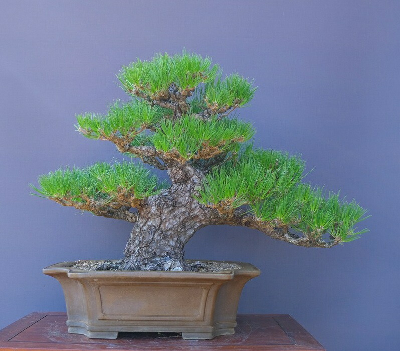 楽天市場】（株）一樹園 山採り黒松 庭木／樹齢150年 樹勢、根良好