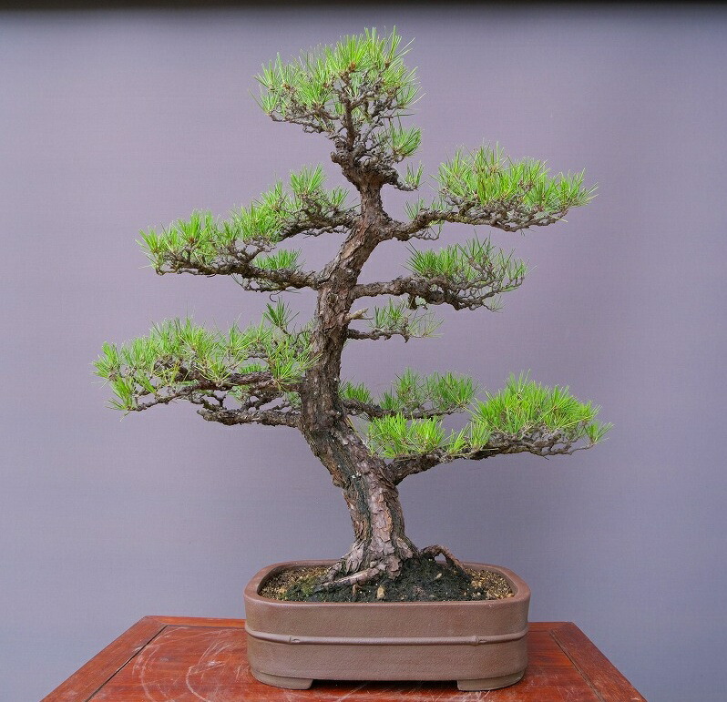 楽天市場】（株）一樹園 赤松 中品盆栽／樹齢40年 : 一樹園