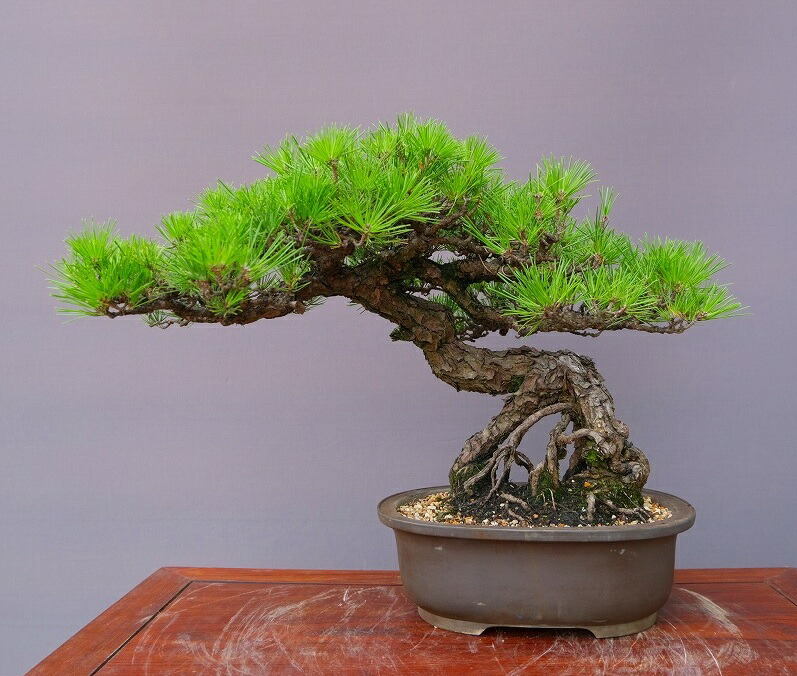 楽天市場】（株）一樹園 赤松 中品盆栽／樹齢20年 : 一樹園