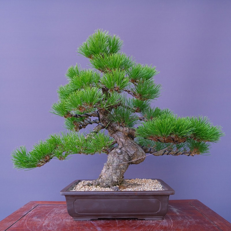 楽天市場】（株）一樹園 赤松 中品盆栽／樹齢20年 : 一樹園