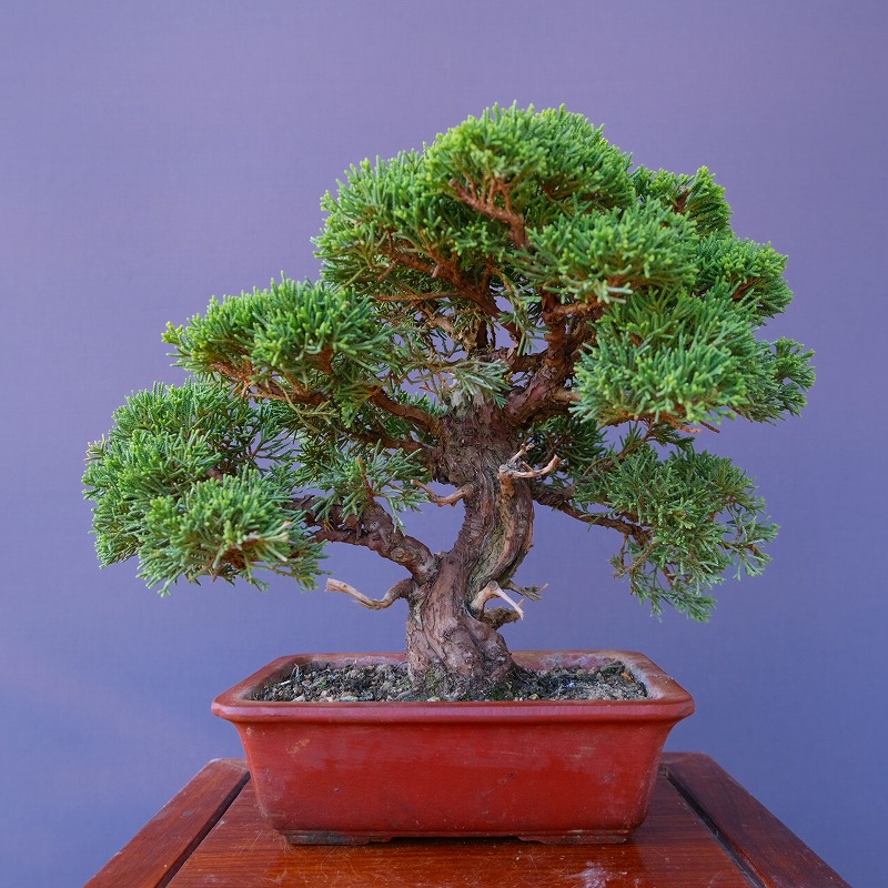 楽天市場】（株）一樹園 真柏 小品盆栽／樹齢30年 : 一樹園