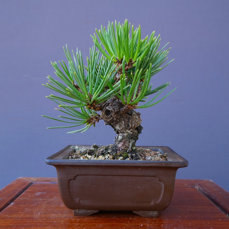 楽天市場】（株）一樹園 瑞宝黒松 小品盆栽／樹齢15年 : 一樹園