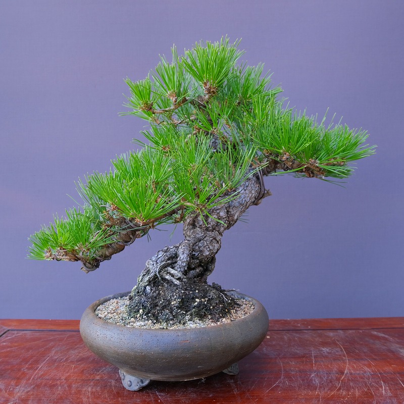 【中品　五葉松盆栽】真柏　　　　⭕ご奉仕品、葉性良好❗ 楽天市場】（株）一樹園 宮島五葉松 中品盆栽／樹齢70年 : 一樹園