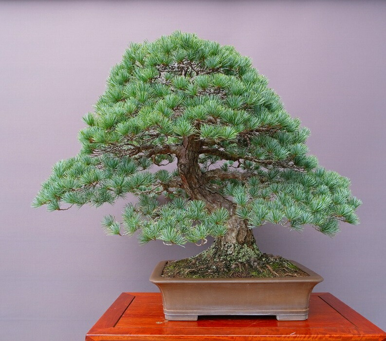 楽天市場】（株）一樹園 宮島五葉松 小品盆栽／樹齢35年 : 一樹園