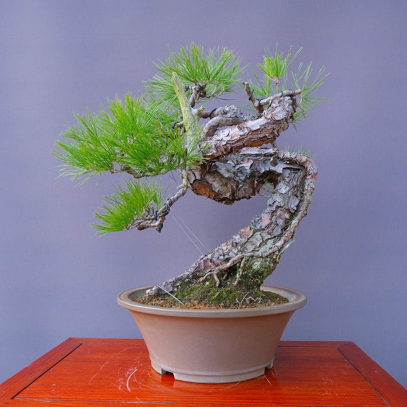 楽天市場】（株）一樹園 赤松 中品盆栽／樹齢40年 : 一樹園