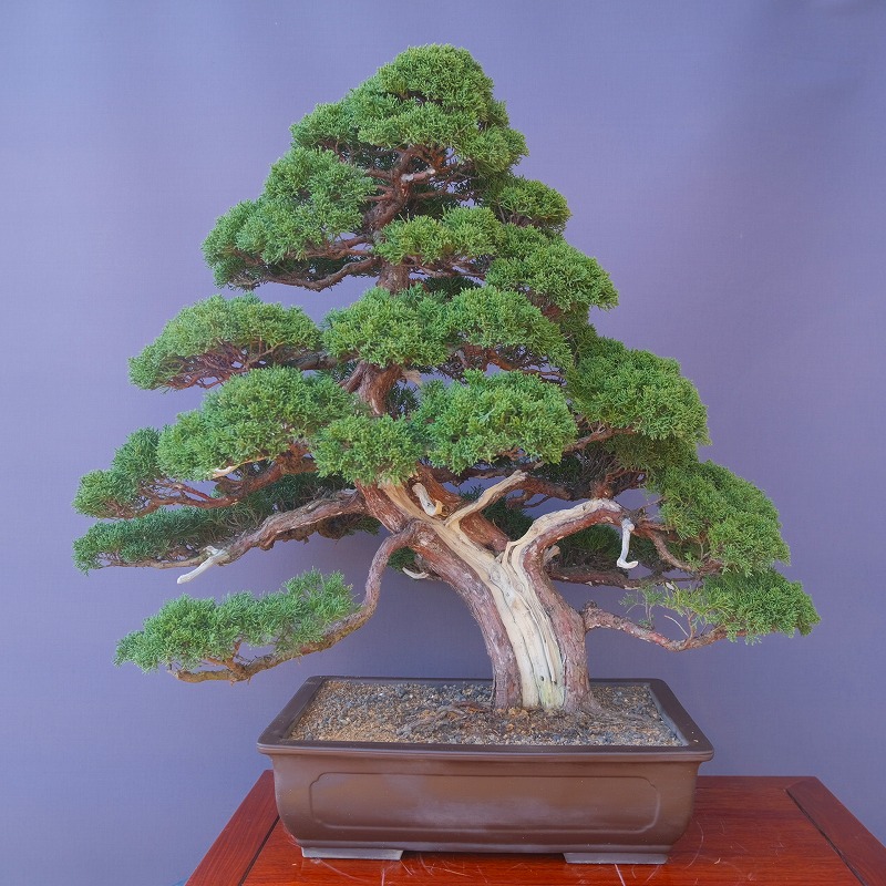 楽天市場】（株）一樹園 赤松 中品盆栽／樹齢40年 : 一樹園