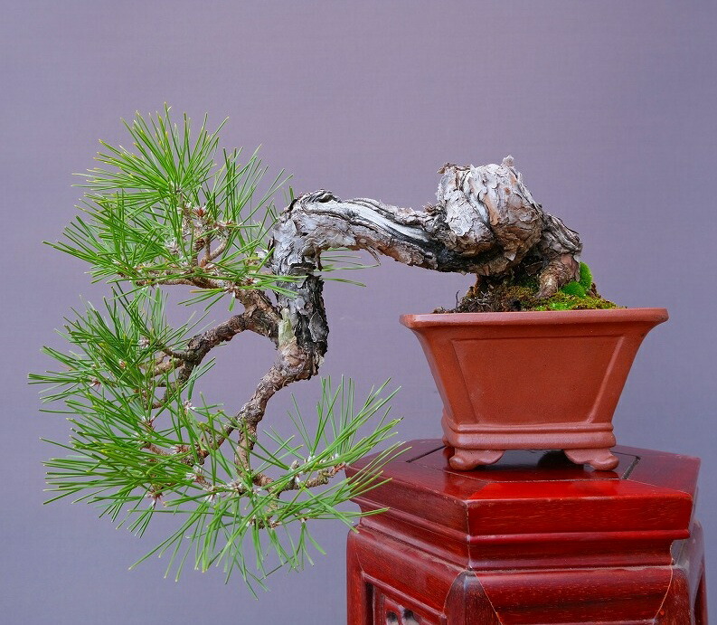楽天市場】（株）一樹園 山採り淡路黒松 中品盆栽／樹齢50年 : 一樹園