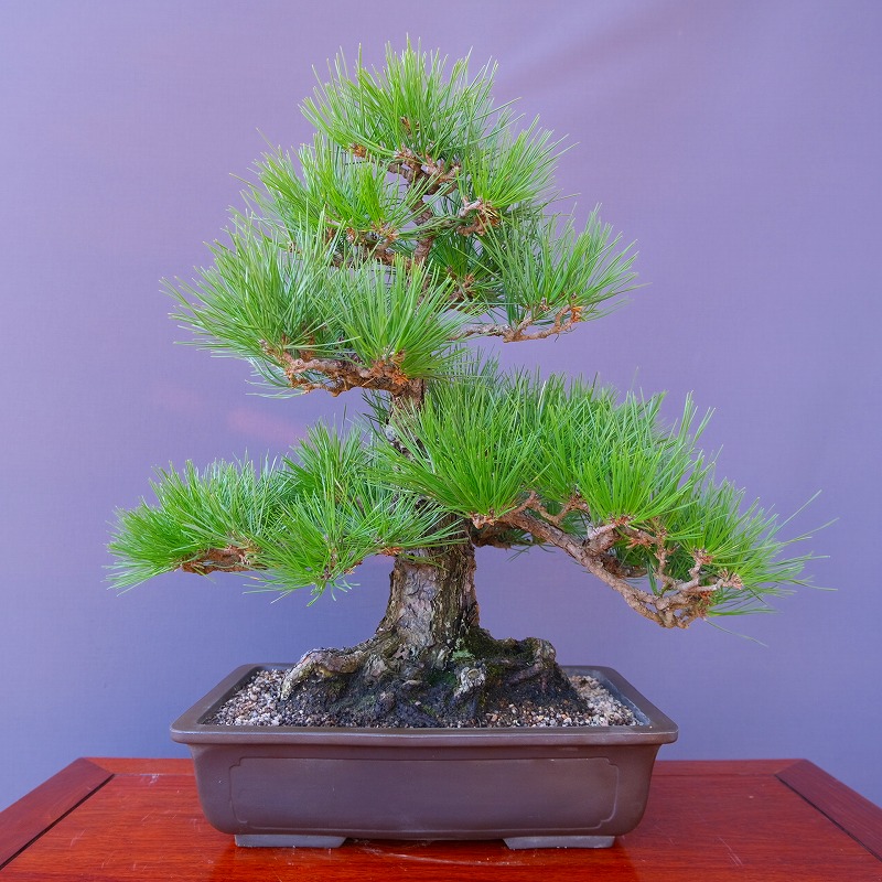 楽天市場】（株）一樹園 赤松 中品盆栽／樹齢40年 : 一樹園