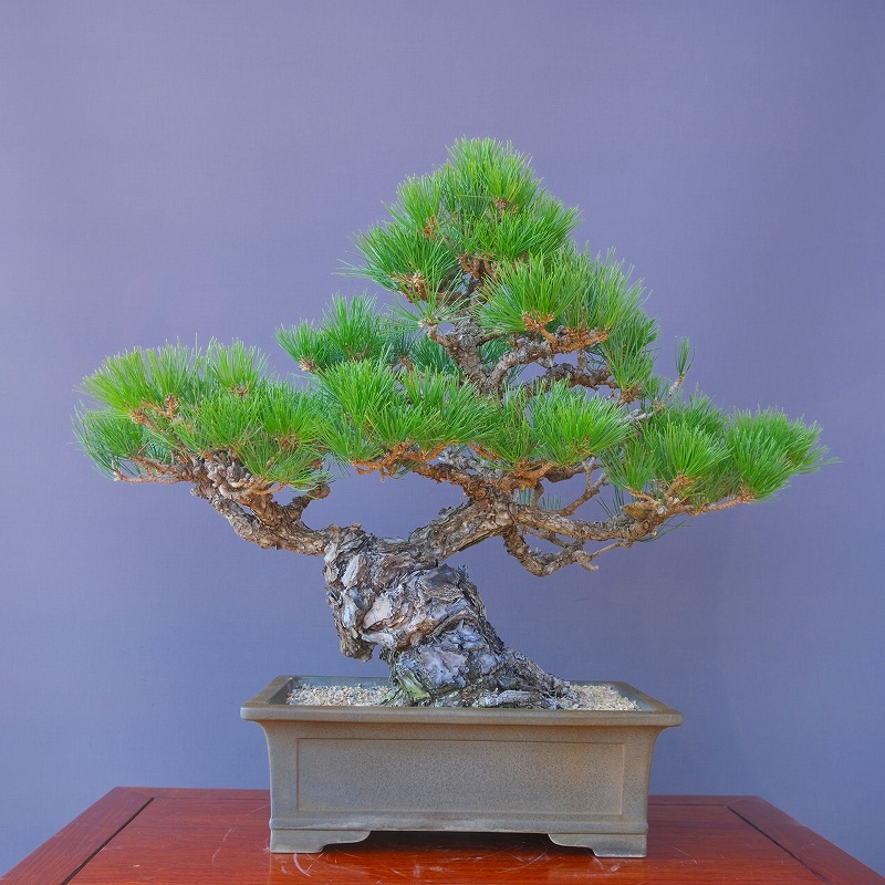 楽天市場】（株）一樹園 石化桧 中品盆栽／樹齢20年 : 一樹園