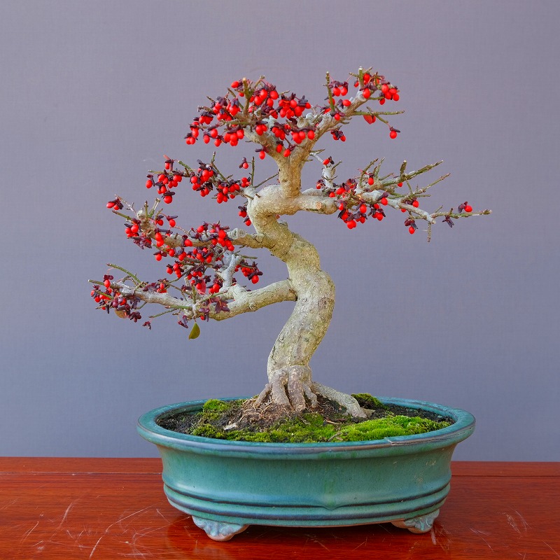 赤松の盆栽 中品 　山木 赤松 [曲変わり木] 大品盆栽 ヨシロックです。 Yahoo!オークション