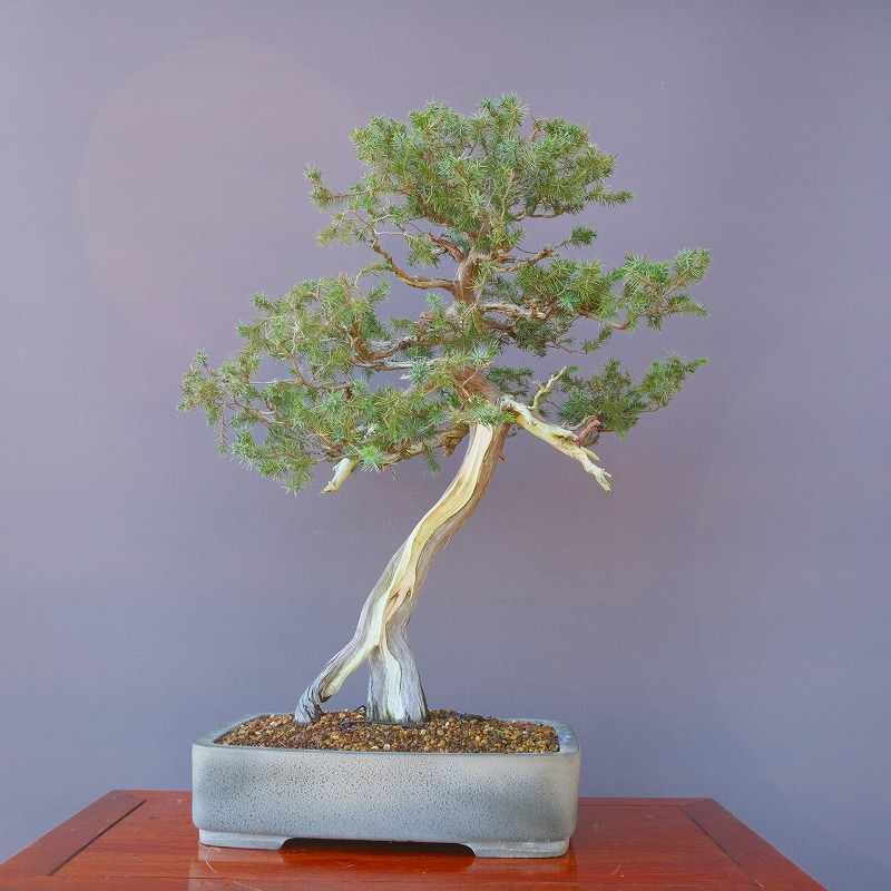 楽天市場】（株）一樹園 山採り黒松 庭木／樹齢150年 樹勢、根良好