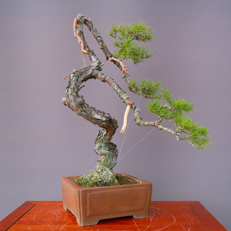 引取り限定】山採り赤松 樹齢60年 盆栽 樹高約80cm 【公式通販】