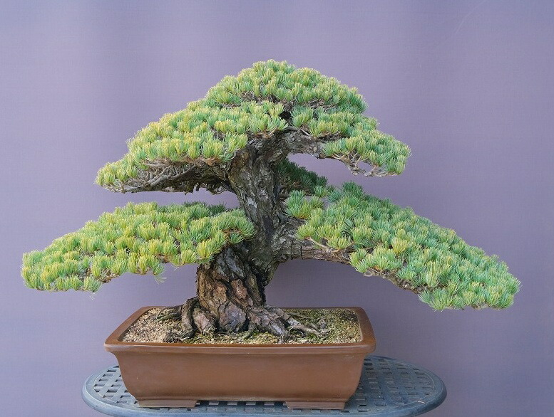 楽天市場】（株）一樹園 山採り岩ぜり赤松 大品盆栽／樹齢70年 : 一樹園