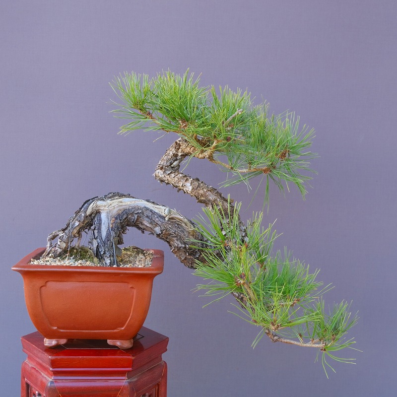 盆栽 山木 赤松 樹齢約80年 上下40cm 盆栽 山木 赤松 樹齢約80年 上下