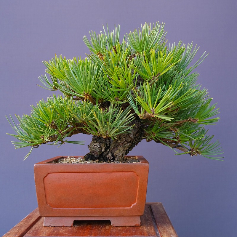 楽天市場】（株）一樹園 黒松 中品盆栽／樹齢40年 : 一樹園