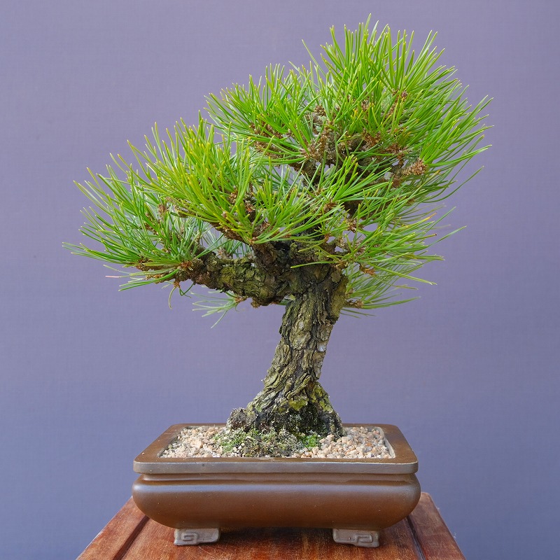 楽天市場】（株）一樹園 赤松 中品盆栽／樹齢40年 : 一樹園