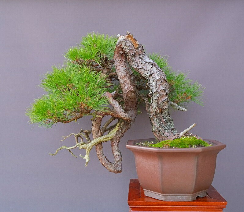 楽天市場】（株）一樹園 赤松 中品盆栽／樹齢40年 : 一樹園