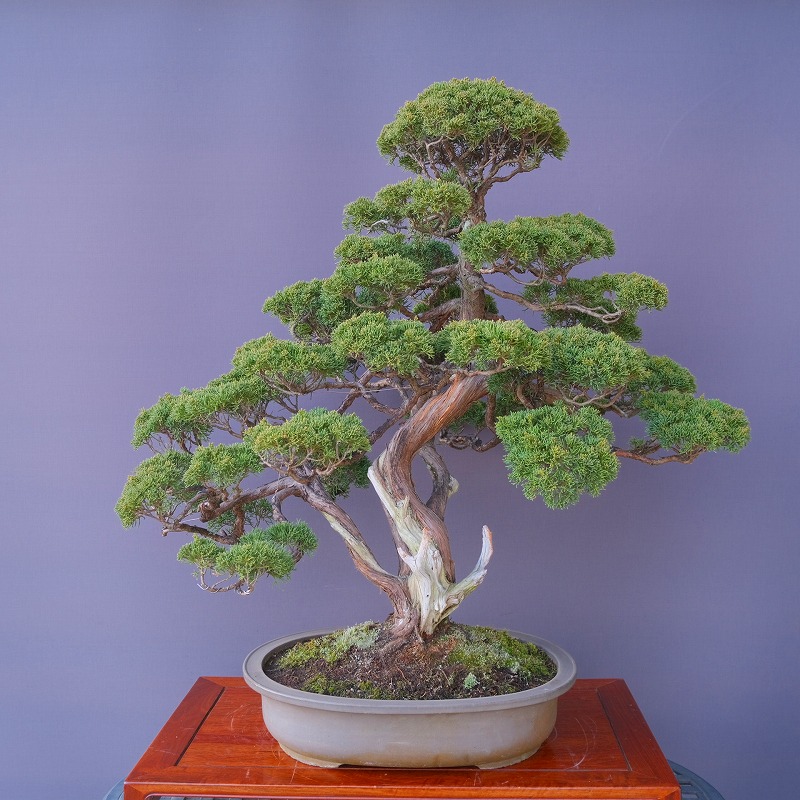 楽天市場】（株）一樹園 宮島五葉松 小品盆栽／樹齢35年 : 一樹園