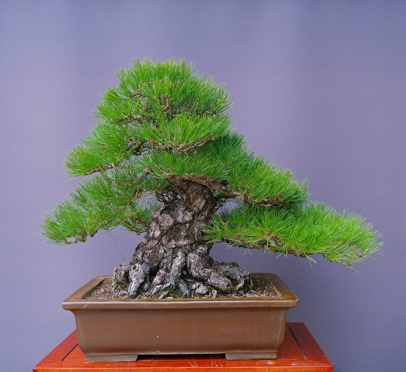 楽天市場】（株）一樹園 黒松 【 売上一位商品 】 中品盆栽／樹齢20