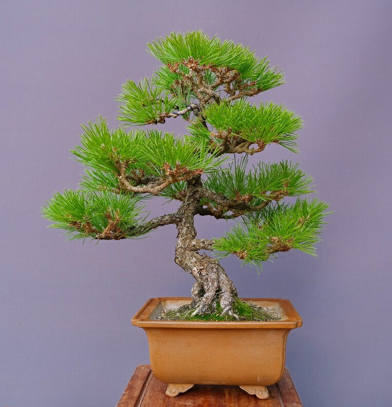 楽天市場】（株）一樹園 黒松 小品盆栽／樹齢30年 : 一樹園