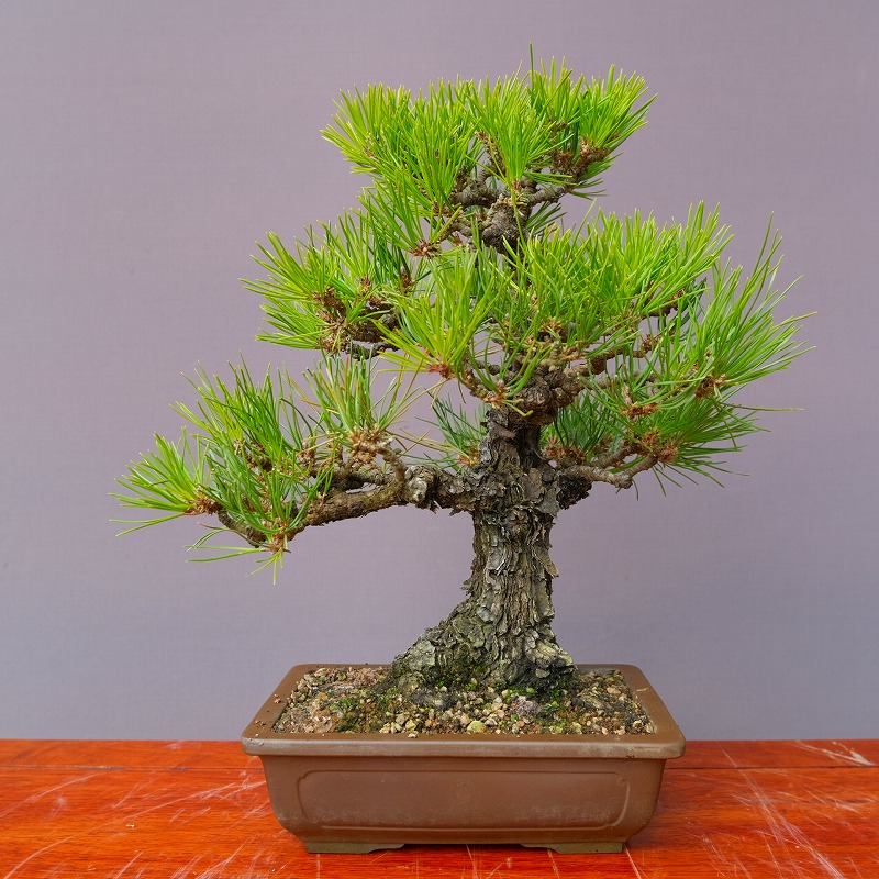 楽天市場】（株）一樹園 山採り黒松 庭木／樹齢150年 樹勢、根良好