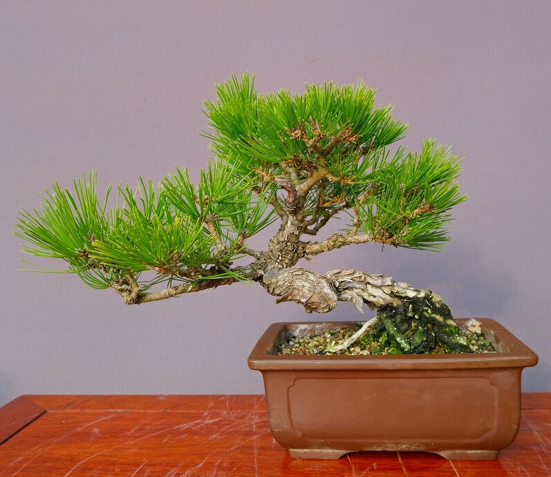 楽天市場】（株）一樹園 赤松 中品盆栽／樹齢40年 : 一樹園