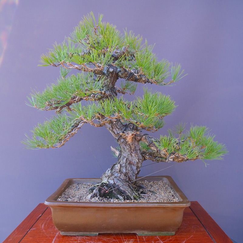 楽天市場】（株）一樹園 黒松 中品盆栽／樹齢40年 : 一樹園