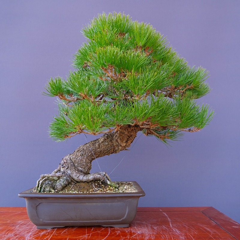 楽天市場】（株）一樹園 赤松 中品盆栽／樹齢40年 : 一樹園