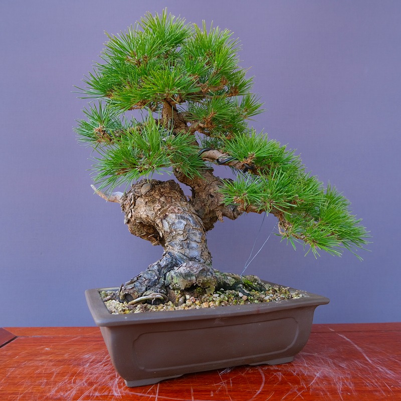 楽天市場】（株）一樹園 黒松 中品盆栽／樹齢40年 : 一樹園