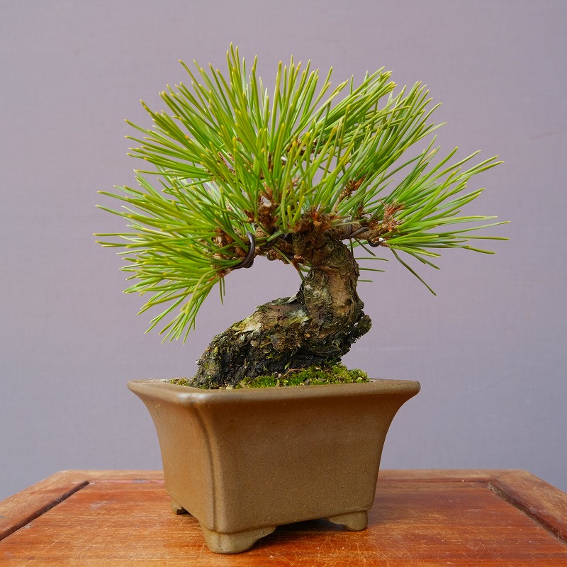 楽天市場】（株）一樹園 旭竜黒松 小品盆栽／樹齢40年 : 一樹園