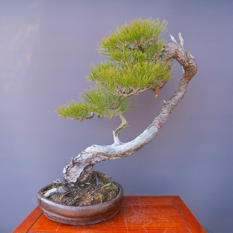 （株）一樹園　 　山採り赤松　　大品盆栽／樹齢100年｜一樹園