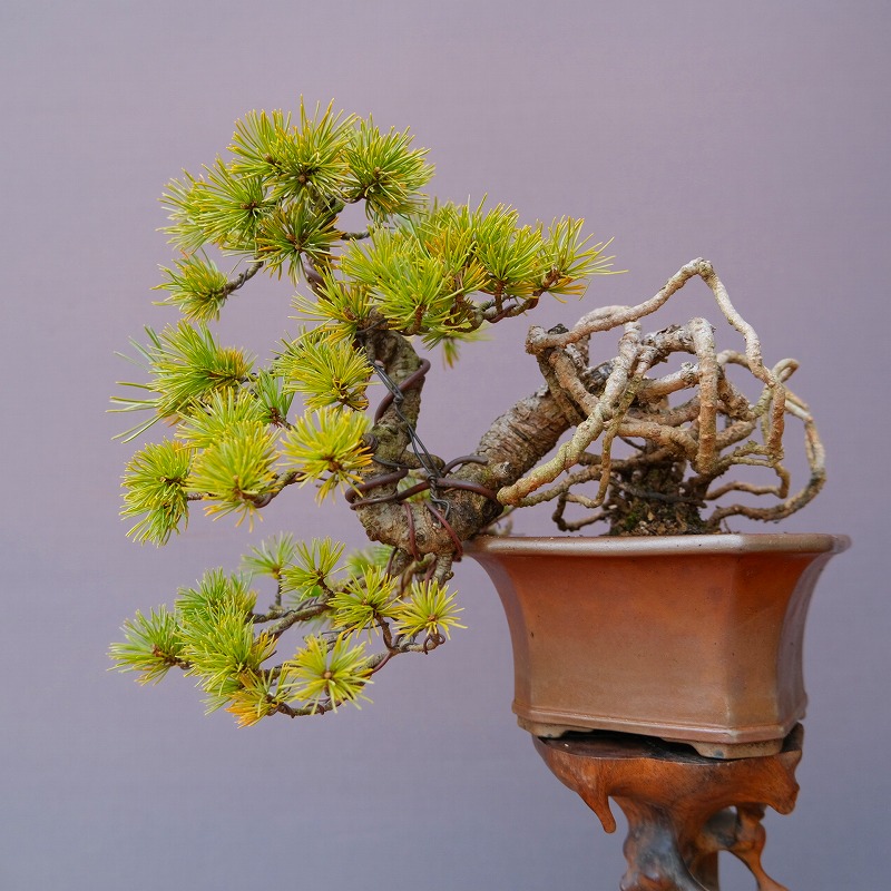 楽天市場】（株）一樹園 赤松 中品盆栽／樹齢40年 : 一樹園