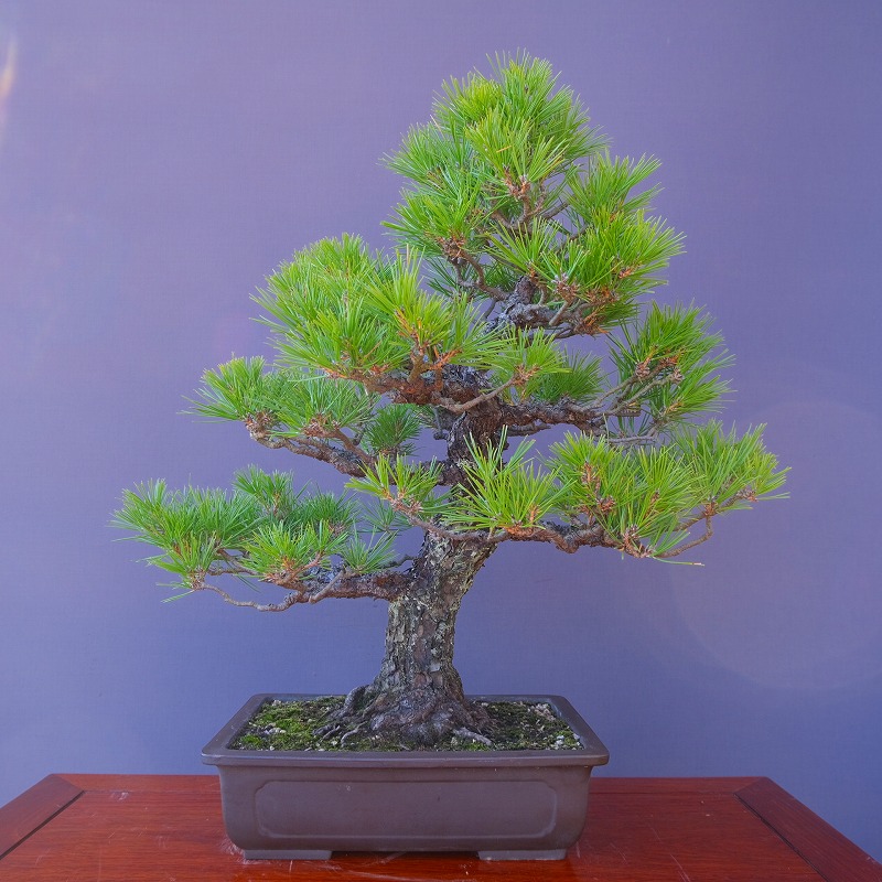 楽天市場】（株）一樹園 瑞宝黒松 小品盆栽／樹齢15年 : 一樹園