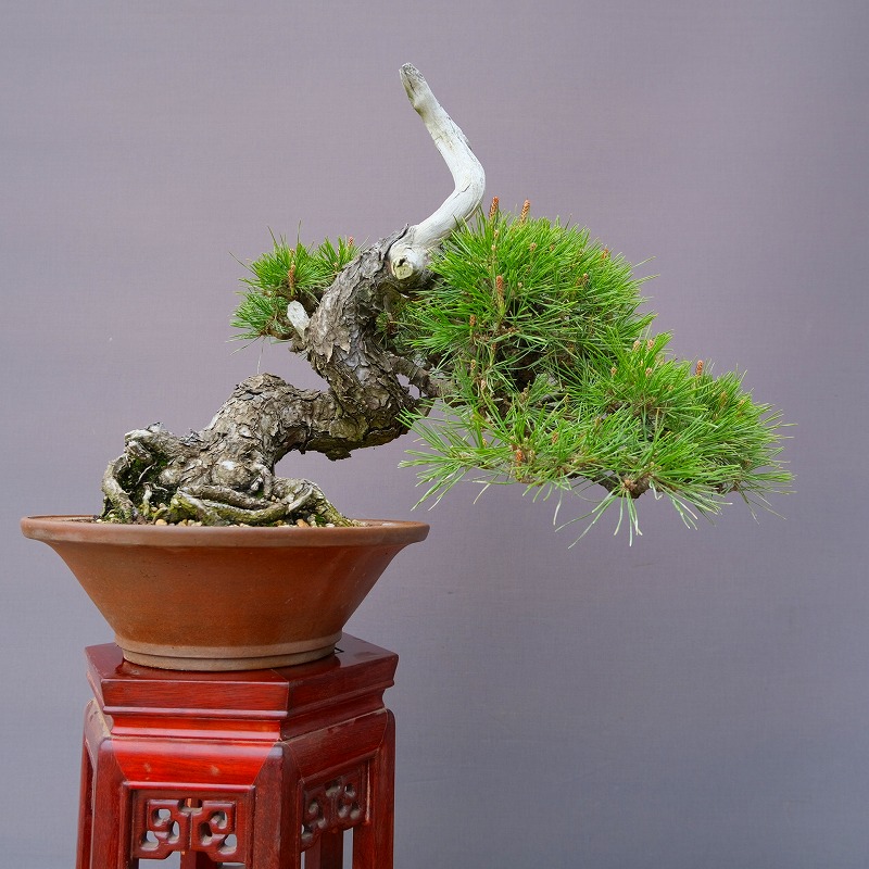 （株）一樹園    赤松   中品盆栽／樹齢４０年