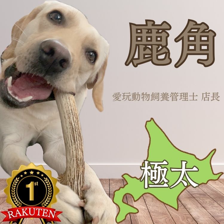 楽天市場】【北海道産】エゾシカ/鹿 角 まるごと1本 業務用